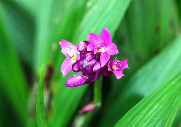 Fresh violet orchid — Stock Photo, Image