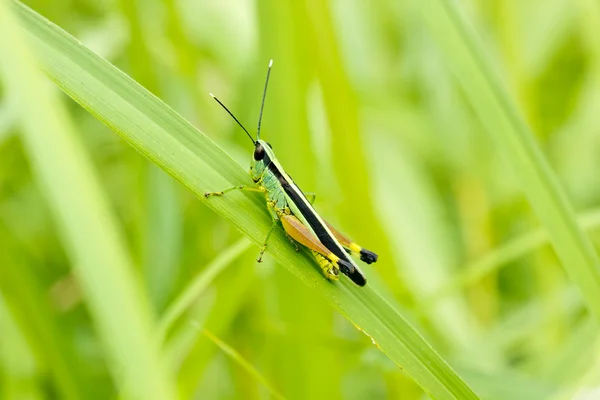 Grasshopper in front of natural background — Stock Photo, Image