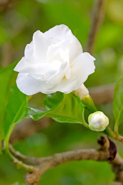 Beautiful White Jasmine Flowers on Shrub — Stock Photo, Image