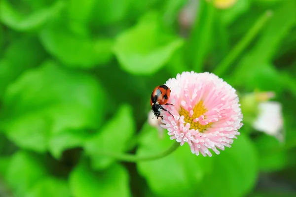 Coccinelle sur fleur — Photo