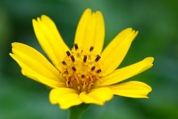 Flower blossom — Stock Photo, Image