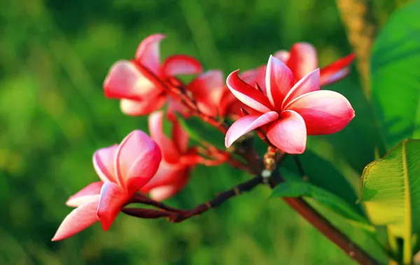 Plumeria frangipani lanthom leelawadee çiçekler.