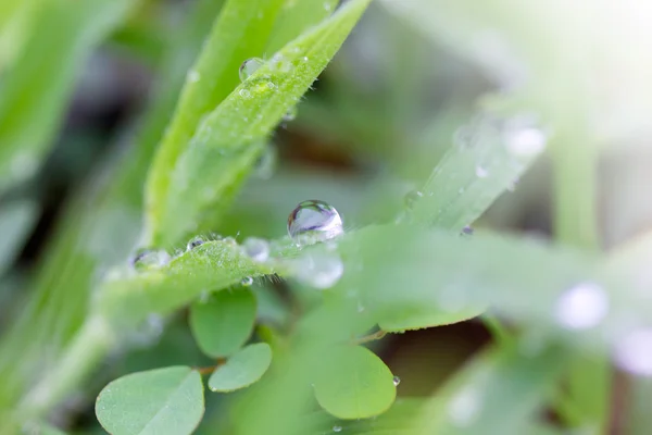 Fresh green grass with drops of water with divide effect — Stock Photo, Image