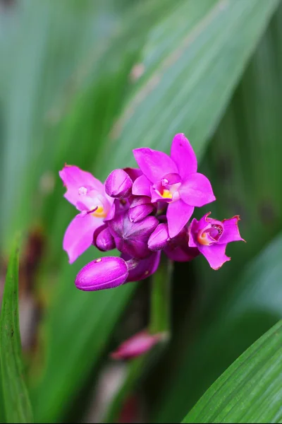 Fresh violet orchid — Stock Photo, Image