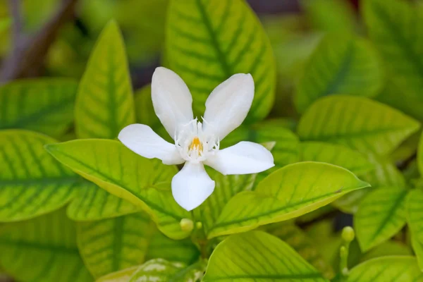 The image of a beautiful blossoming branch of jasmine — Stock Photo, Image