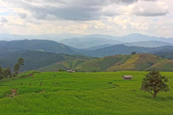Terraço campos de arroz com fundo de montanha — Fotografia de Stock