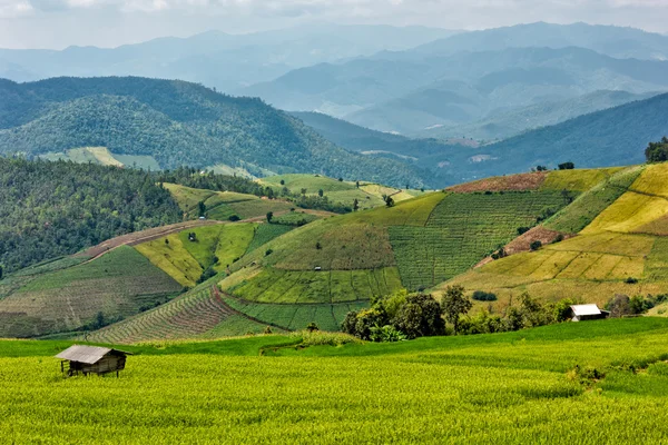 Terraço campos de arroz com fundo de montanha — Fotografia de Stock