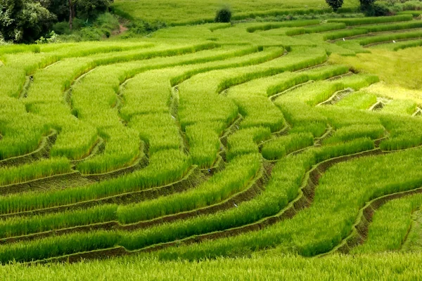 Terraço campos de arroz — Fotografia de Stock