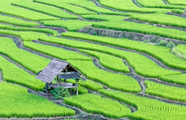 Terraço campos de arroz — Fotografia de Stock