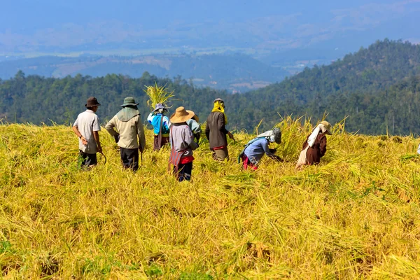 Les agriculteurs récoltaient le riz à la main en Thaïlande . — Photo