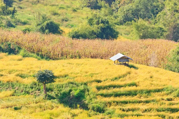 Campos com terraços — Fotografia de Stock