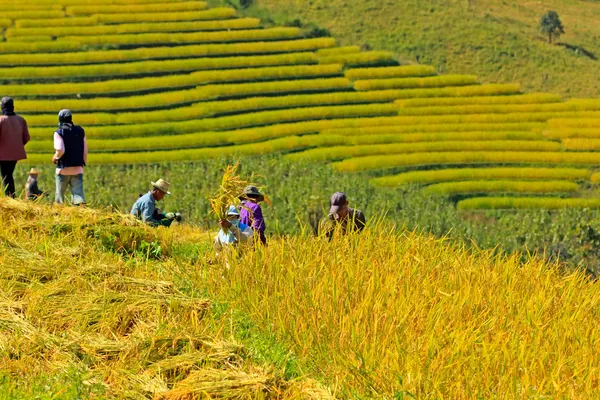 Agricultores estavam colhendo arroz à mão na Tailândia . — Fotografia de Stock