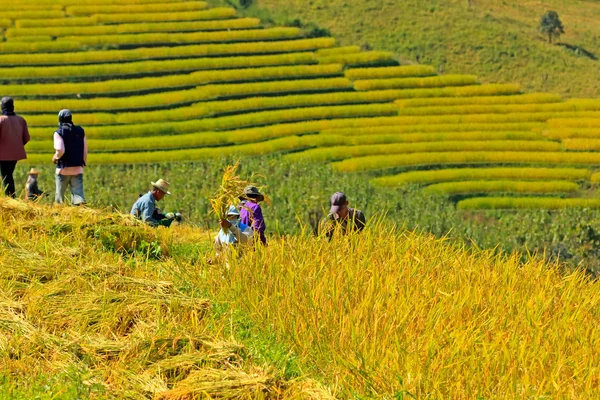 Agricultores estavam colhendo arroz à mão na Tailândia . — Fotografia de Stock