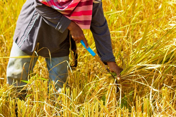 Farmer was harvesting rice by hand in Thailand. — Stock Photo, Image