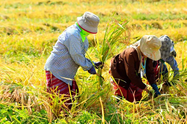 Boeren waren het oogsten van rijst met de hand in thailand. — Stockfoto