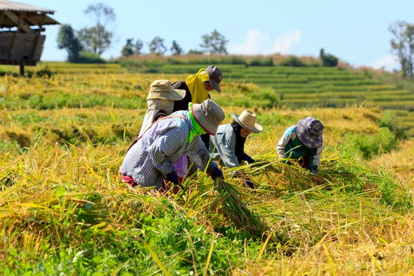 Gli agricoltori stavano raccogliendo riso a mano in Thailandia . Immagine Stock