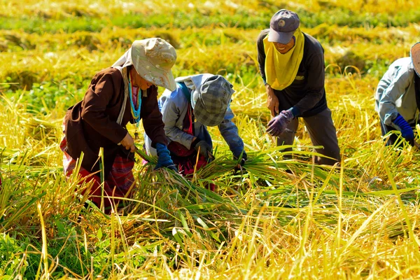 Boeren waren het oogsten van rijst met de hand in thailand. — Stockfoto