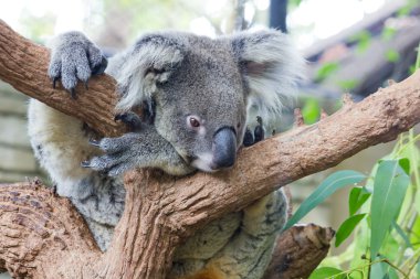 uykulu koala