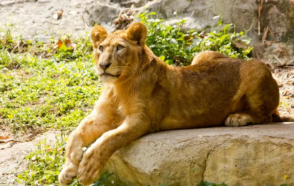 Primer plano de Lion Cub, Parque Nacional Chiang Mai, Tailandia — Foto de Stock