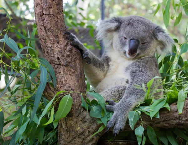 Álmos koala — Stock Fotó
