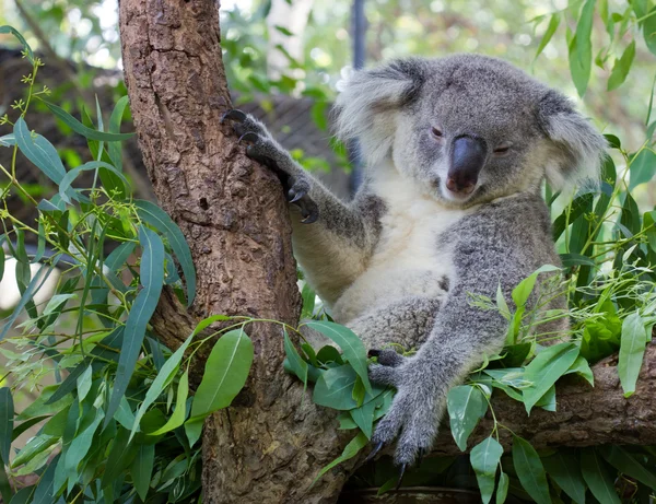 uykulu koala