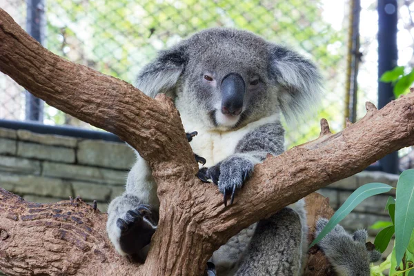 uykulu koala