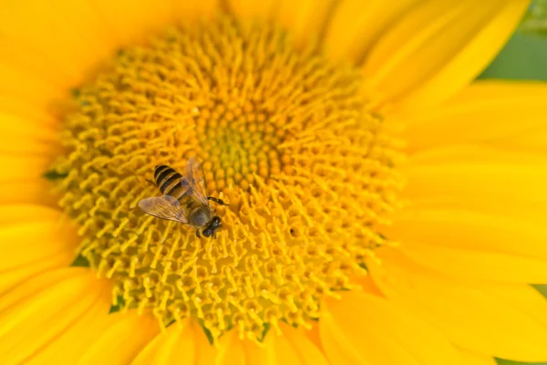 Fechado o girassol com uma pequena abelha — Fotografia de Stock