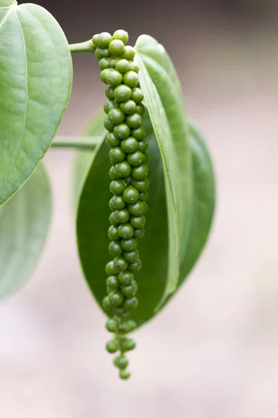 Fresh Green pepper on tree — Stock Photo, Image