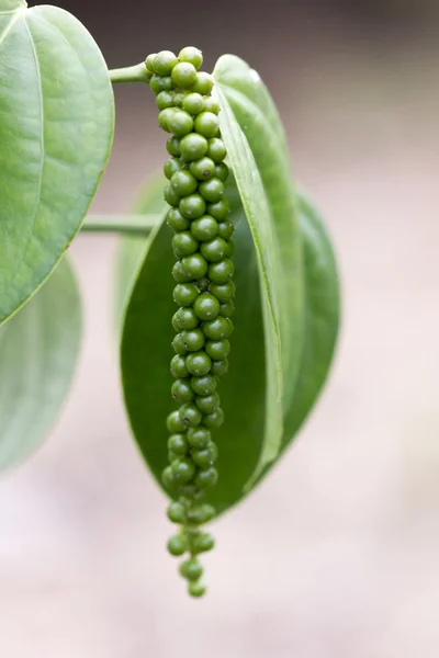 Pimienta verde fresca en el árbol — Foto de Stock