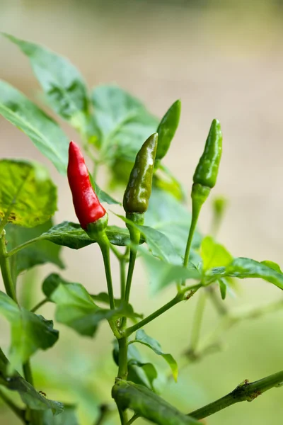 kuş kırmızı ve yeşil biber, capsicum frutescens linn.