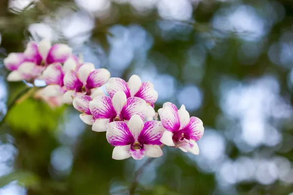 Beautiful pink-magenta orchid flowers plan — Stock Photo, Image