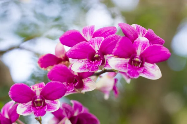 Florecimiento abumdant de Phalaenopsis, orquídea de la polilla — Foto de Stock