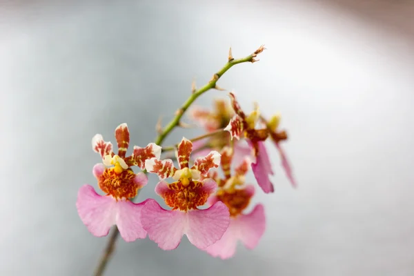 Tolumnia ozdobný květ, uzavřené až orchidej — Stock fotografie