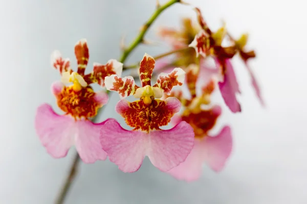 Tolumnia flor de lujo, Orquídea cerrada — Foto de Stock