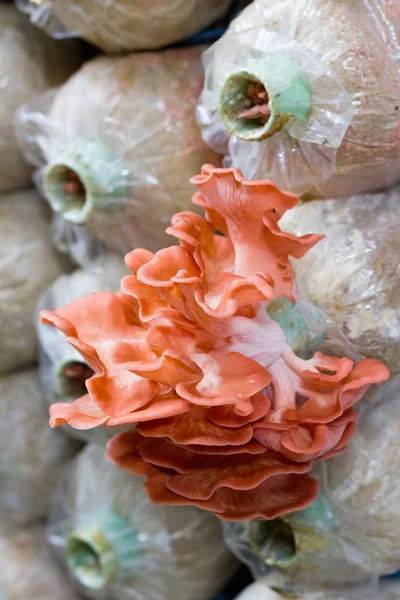Różowy grzyb (Boczniak djamor) w gospodarstwie — Zdjęcie stockowe