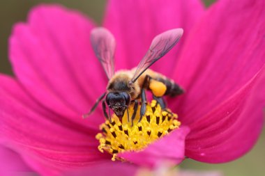 Bee in flower bee amazing,honeybee pollinated of red flower clipart