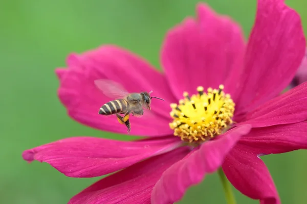 Abelha em abelha flor incrível, abelha polinizada de flor rosa — Fotografia de Stock