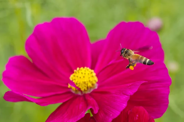 Abelha em abelha flor incrível, abelha polinizada de flor vermelha — Fotografia de Stock