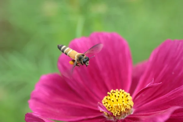 Bee in flower bee amazing,honeybee pollinated of red flower — Stock Photo, Image