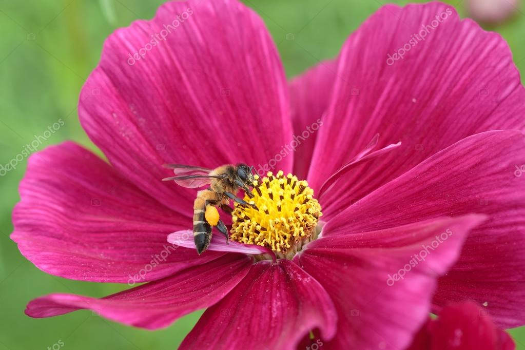 Bee in flower bee amazing,honeybee pollinated of red flower Stock Photo
