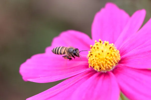 Abelha polinizada de flor rosa — Fotografia de Stock