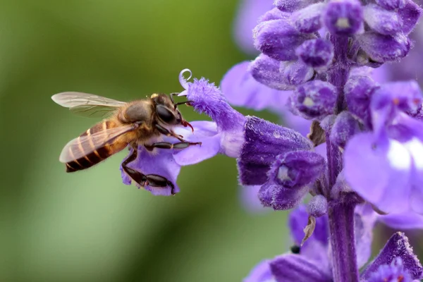 Abeille pollinisée de fleurs violettes — Photo