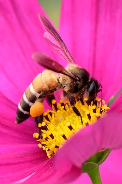 Honungsbinas pollineras av rosa blomma Stockbild