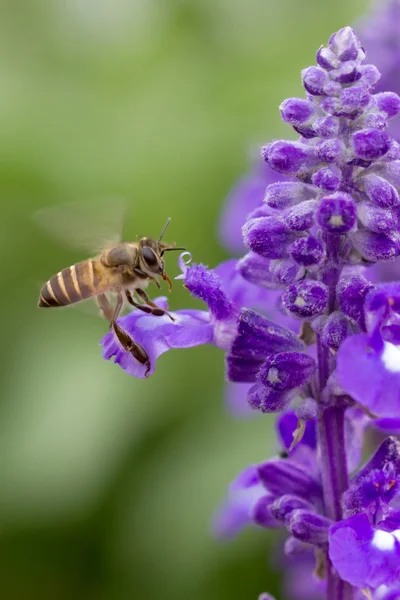 Honungsbinas pollineras av violett blomma Stockbild