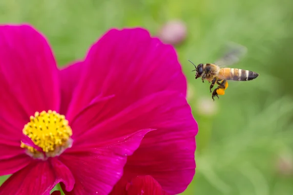 Abelha em abelha flor incrível, abelha polinizada de flor vermelha — Fotografia de Stock