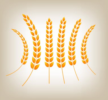 vektör altın buğday başkanları