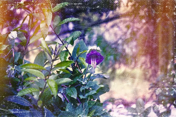 Distressed vintage grungy photo of plants and purple flower — Stock Photo, Image