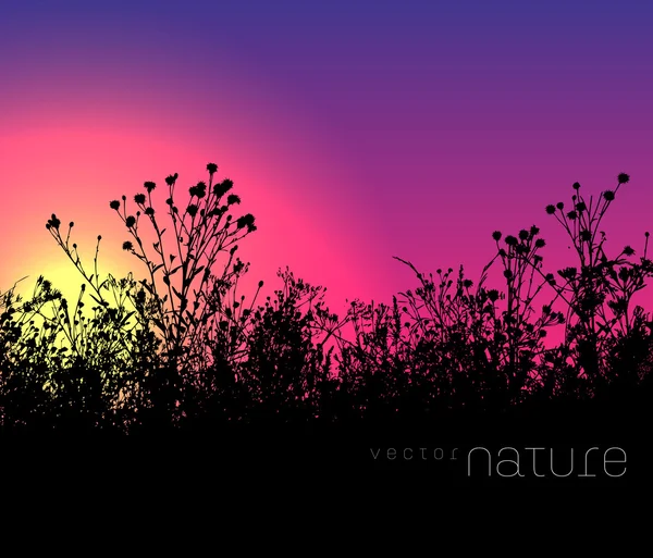 Vektor Natur Hintergrund mit Rasen Gras Silhouette bei Sonnenuntergang — Stockvektor