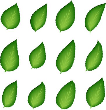 vektör yeşil yaprak toplama