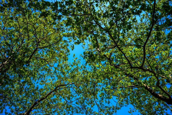 İlkbaharda ağaçlarda taze yapraklar